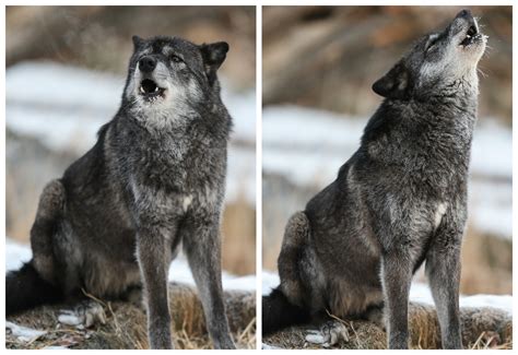 Introducing The Grey Wolf The Leader Of The Pack Calgary Zoo Blog