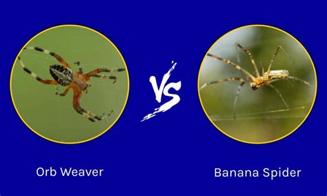 Orb Weaver Vs Banana Spider Whats The Difference Az Animals