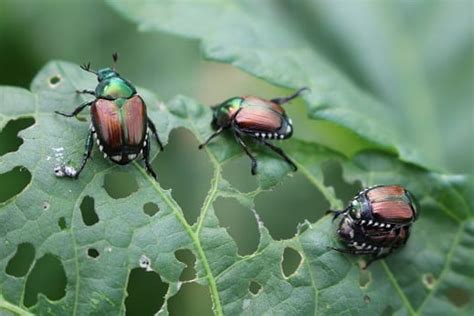 Japanese Beetleswith A Vengeance Extension Entomology