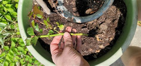 How To Propagate Roses From Cuttings A Loverly Life