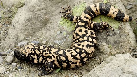 12 Facts About Gila Monsters Mental Floss