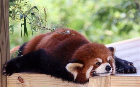 30 Amazing Pictures Of Animals Being Lazy