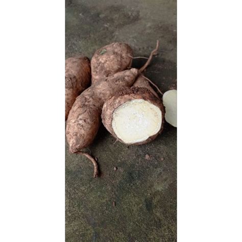 Jual Ketelaubi Jalarteloketela Rambat1kg Shopee Indonesia