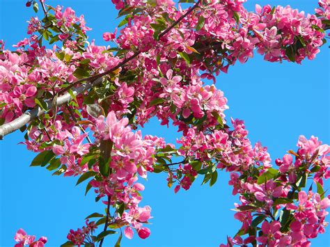 Free Images Tree Nature Branch Flower Spring Produce Pink Cherry Blossom Blue Sky