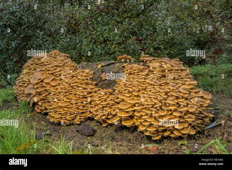 Honey Fungus High Resolution Stock Photography And Images Alamy