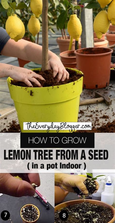 How To Grow Lemon Tree From Seed Indoors Fast Germination The