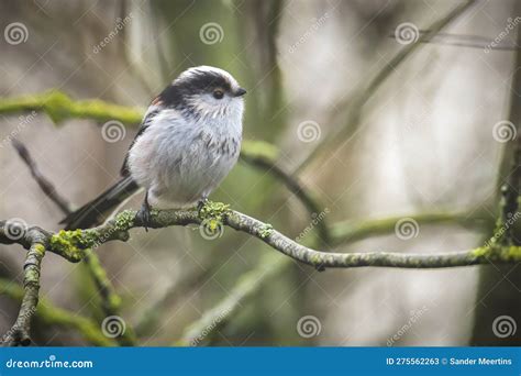 Closeup Of A Long Tailed Tit Or Long Tailed Bushtit Aegithalos