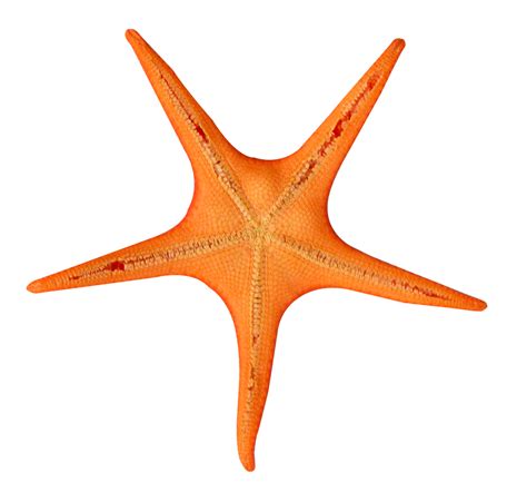 Starfish Png Transparent Image Download Size 1220x1138px