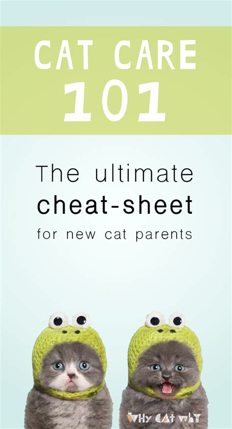 Cat Care Cheat Sheet A Simple Guide To Cat Parenthood