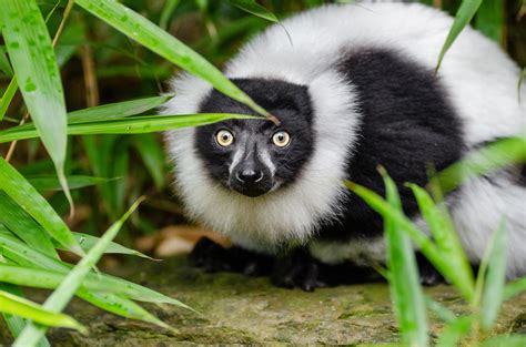 Lemur Of Madagascar Free Stock Photo Public Domain Pictures