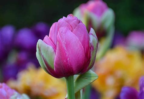 Photos Tulips Up Close Travel Bliss Now