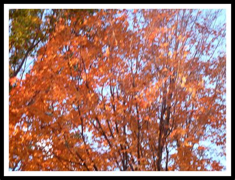 Early Morning Sun Drenched Orange Maples Leaves In My Neig Flickr
