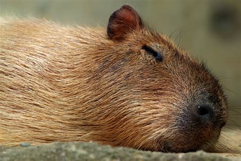 The master plumbers savannah, ga homeowners connect with here at on call plumbers are proud to have. capybara-napping_120816 | sdQuattro+S150-600mm F5-6.3 DG ...