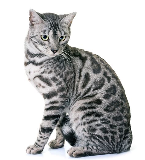 Bengal Cat Names 200 Ideas For Naming Your Male Or Female