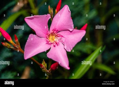 The Toxic Garden Plant Nerium Oleander Apocynaceae Stock Photo Alamy