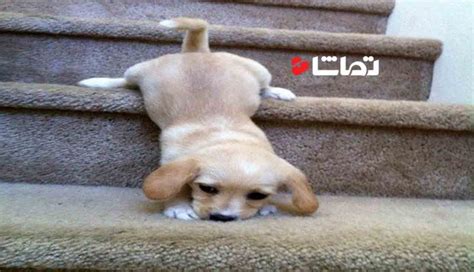 تلاش خنده دار سگ ها برای پله نوردی بامزه ترین ها تماشا