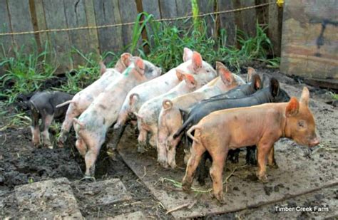 How To Raise Pigs Naturally On A Small Farm Timber Creek Farm