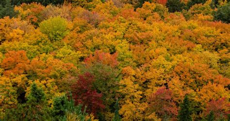 This Is When Fall Colours Are Expected To Peak In Ontario