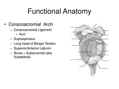 Ppt The Shoulder Complex Powerpoint Presentation Free Download Id