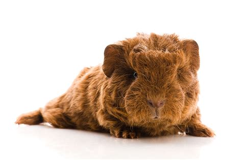 Hair loss is one of the most common concerns among a lot of guinea pig owners. Guinea Pig Hair Loss
