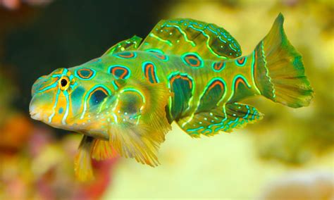 The Mandarin Goby An Overview Captive Bred Fish Algaebarn
