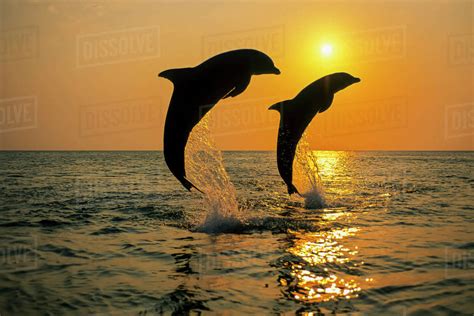 Pair Of Bottlenose Dolphins Tursiops Truncatus Jumping Out Of The