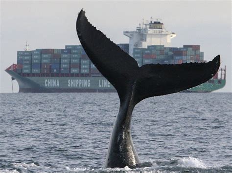 Researchers Sound Alarm After 3 Whales Struck By Ships Off Bc Coast