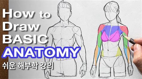 How To Draw A Basic Anatomy For Beginners Tutorial Youtube