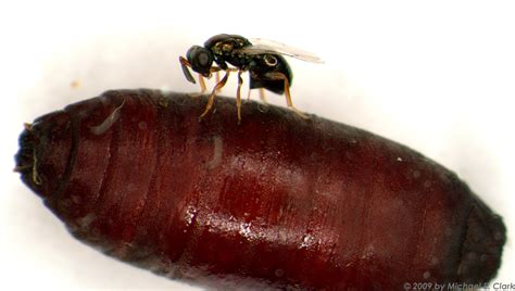 Tiny Parasitic Wasps Are Really Cool 5 Reasons Why I Spent Two Years Watching Wasp Sex The