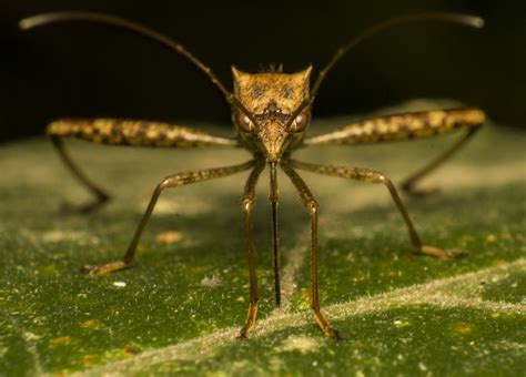 Images Gratuites La Nature La Photographie Faune Insecte Macro