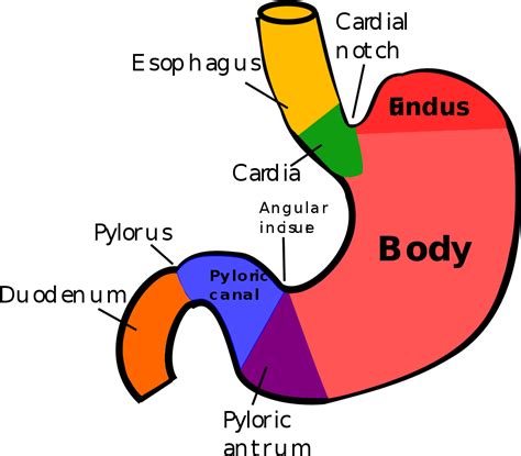 Picture Cardia Stomach Clipart Full Size Clipart 1644740