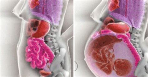 How A Womans Internal Organs Move During Pregnancy Shown In A