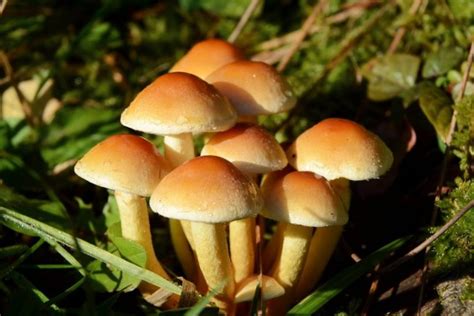 Magic Mushrooms Learn How To Grow At Home Mera Windows