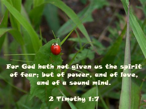 Bible Verses About Ladybugs Churchgists