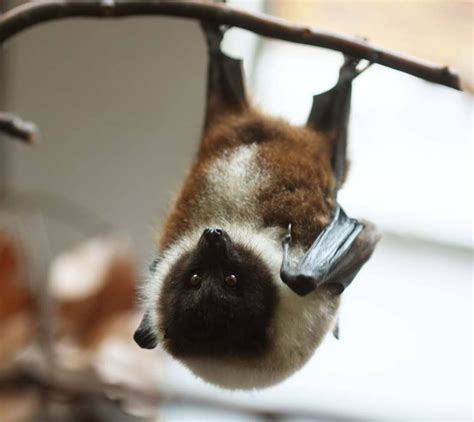 A Beautiful Bat The Oriis Fruit Bat Pteropus Dasymallus Inopinatus