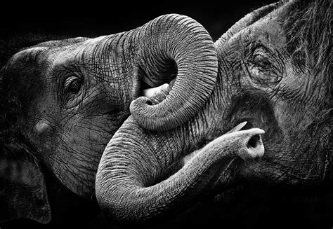 All About Elephants Magazine Articles Wwf
