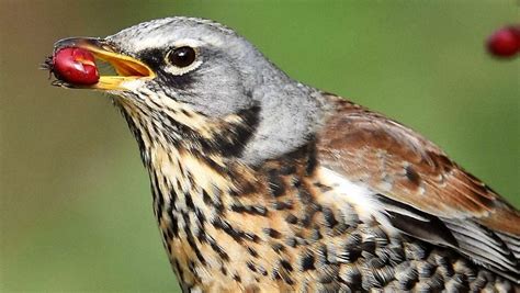 Now Is The Time To Spot Some Winter Thrushes Independentie