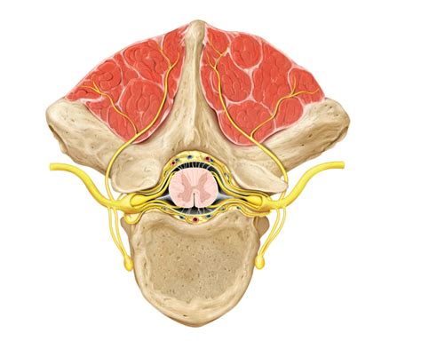 Figure 17 1 Transverse Section Of Spinal Cord Showing Meninges Diagram