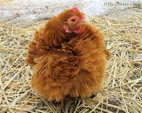 Frizzle Chickens Cochin Chickens Chickens And Roosters Bird Breeds Eggs In A Basket Chicken