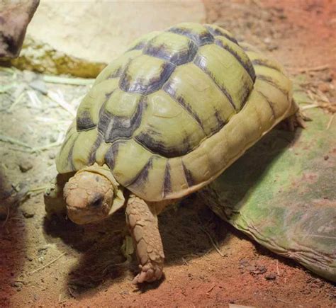 Egyptian Tortoise True Wildlife Creatures