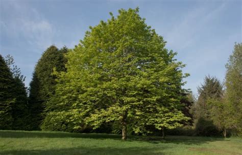 10 Fastest Growing Trees For Your Garden Uk