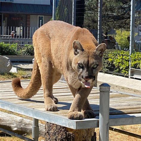 Cougar Mountain Zoo T Shop Visit Issaquah