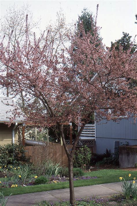 Prunus Newport Landscape Plants Oregon State University
