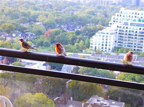 Backyard Birding From A High Rise Apartment Can It Be Done — Bryony