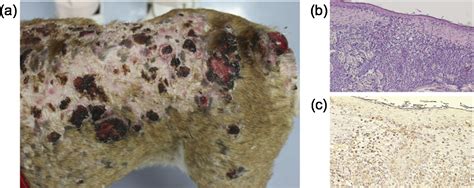 Characterization Of A Novel Canine T Cell Line Established From A Dog