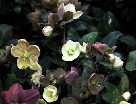 Hellebores Give Beautiful Winter Blooms Daves Garden