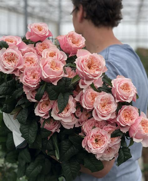 He gave her flower, and they sat down, but they can't able to speak because anna's pr manager was. Notting Hill - Sassen B.V. - VIP Roses