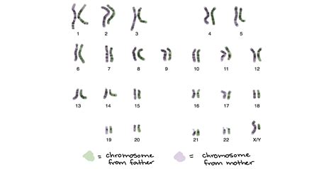 What Do Chromosomes Look Like And How Are Pairs Identified