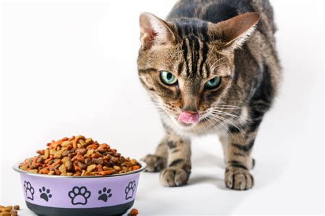 That is because there are so many products in the market and so many of them claim to be the best, that is tough to recognize and differentiate the good ones from the bad ones. Best Urinary Tract Cat Food To Support Your Kitty's ...