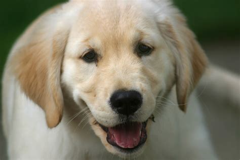 Happy Golden Retriever Puppy Horizontal Rob Kleine Flickr